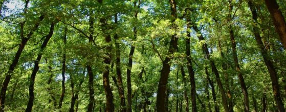 Δρυοδάσος Φολόης