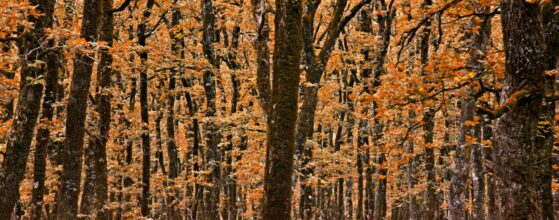 Δρυοδάσος Φολόης