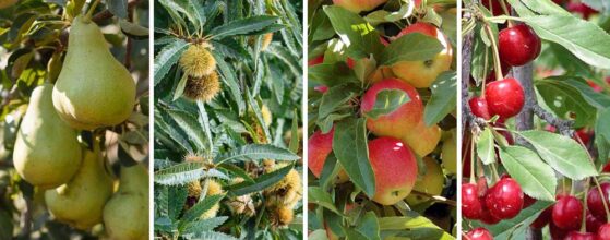 Δενδροκαλλιέργειες σε ορεινές περιοχές για συμπληρωματικό εισόδημα